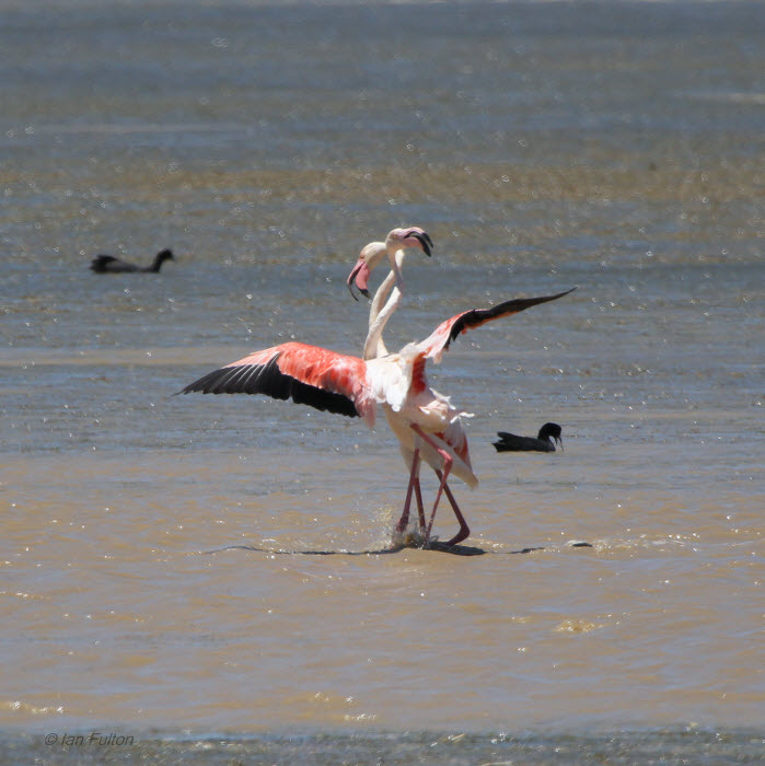 Greater Flamingo, Rietvlei-Cape Town, South Africa