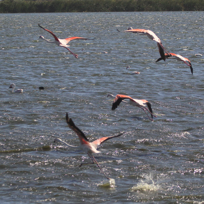 Greater Flamingo, Strandfontein-Cape Town, South Africa