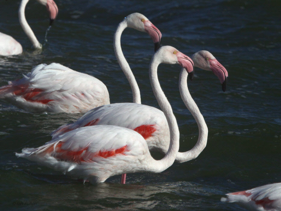 Greater Flamingo, Strandfontein-Cape Town, South Africa