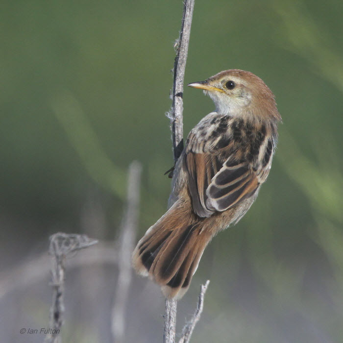 Levaillants Cisticola, Strandfontein-Cape Town, South Africa