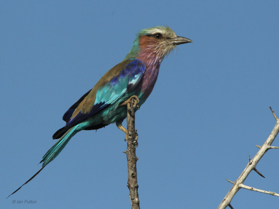 Lilac-breasted Roller, Kruger NP, South Africa