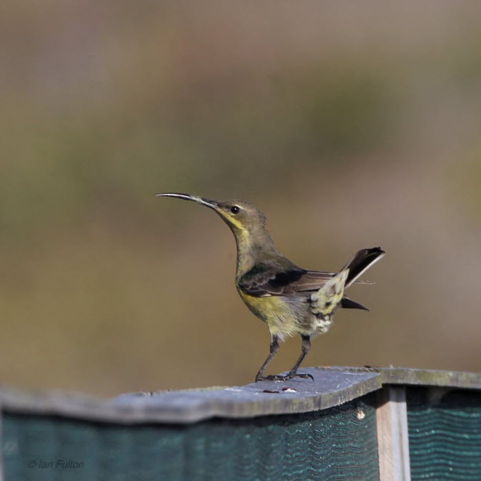 Malachite Sunbird (female), West Coast NP, South Africa