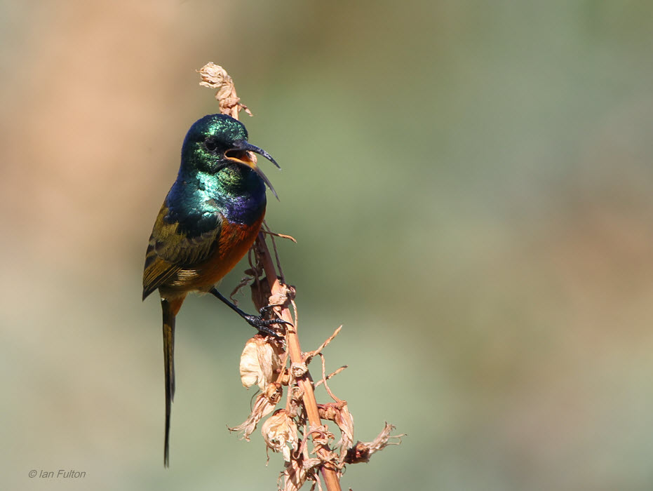 Orange-breasted Sunbird, Kirstenbosch Botanical Gardens, South Africa