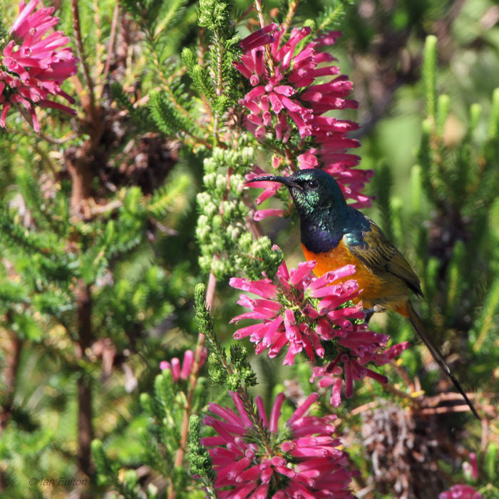 Orange-breasted Sunbird, Kirstenbosch Botanical Gardens, South Africa