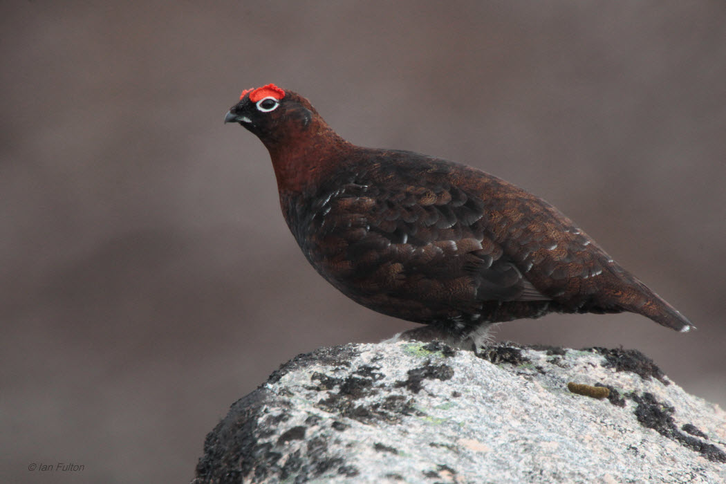 Red Grouse, Coire an Lochan-Cairngorm, Highland