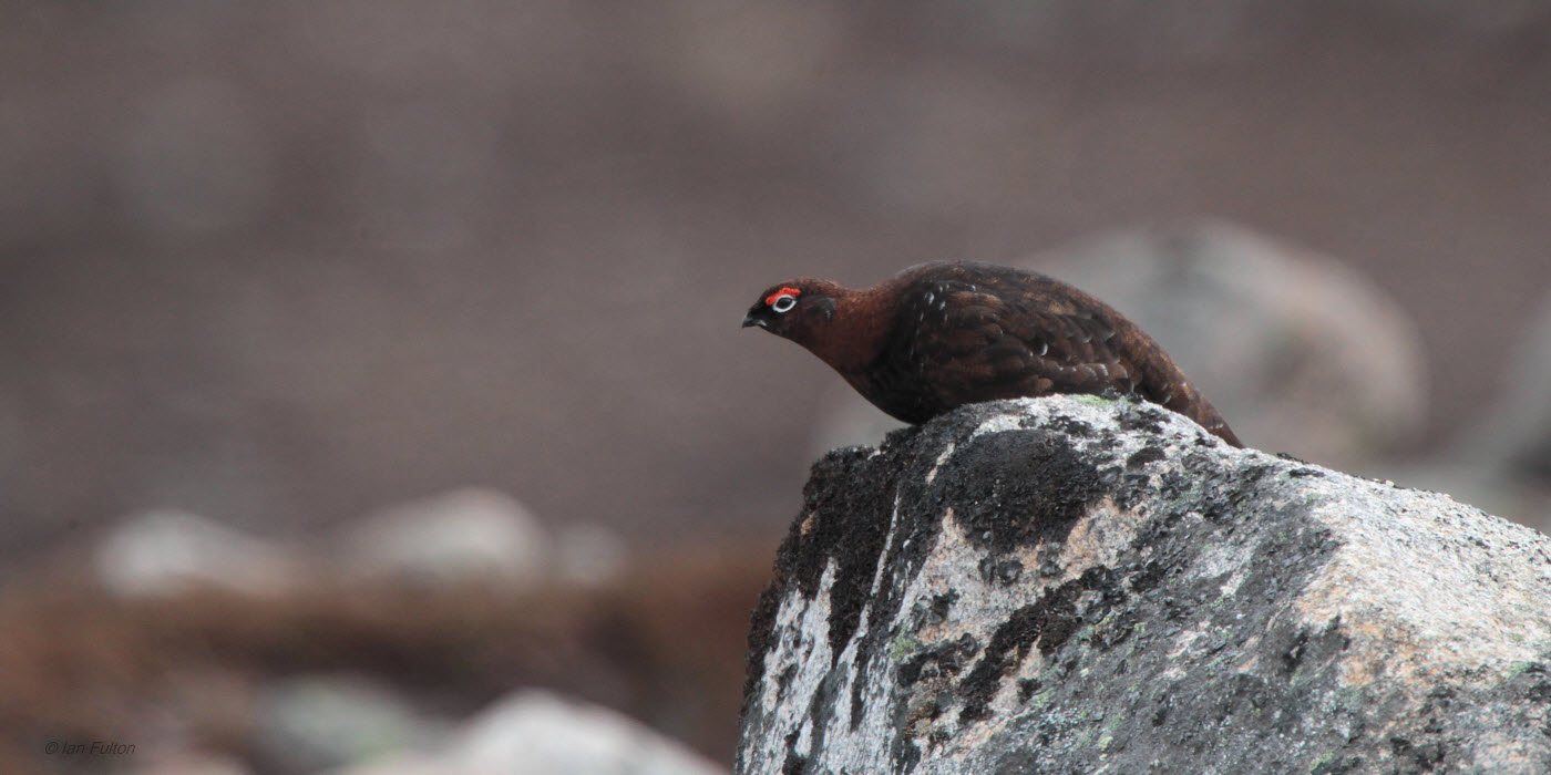 Red Grouse, Coire an Lochan-Cairngorm, Highland