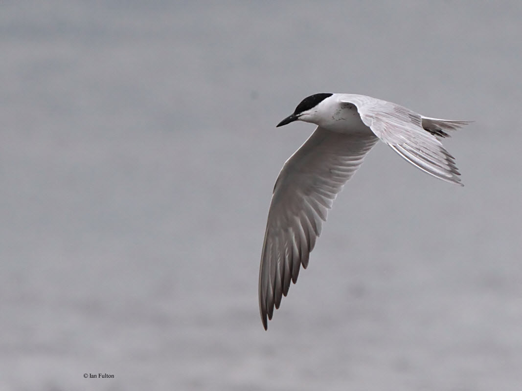 Gull-billed Tern, Kinneil Lagoon, Forth