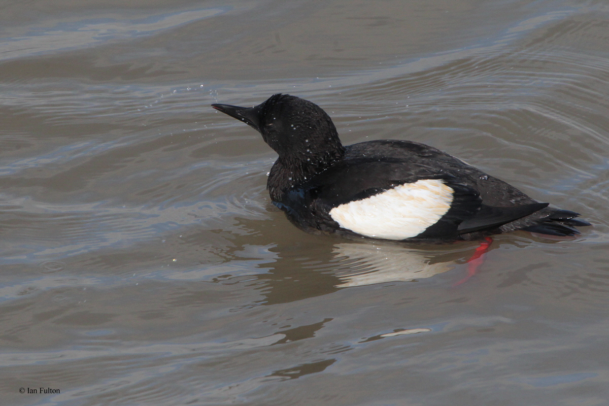 Black Guillemot, Longyearbyen, Svalbard