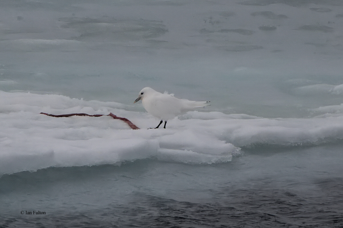 Ivory Gull, pack ice north of Svalbard