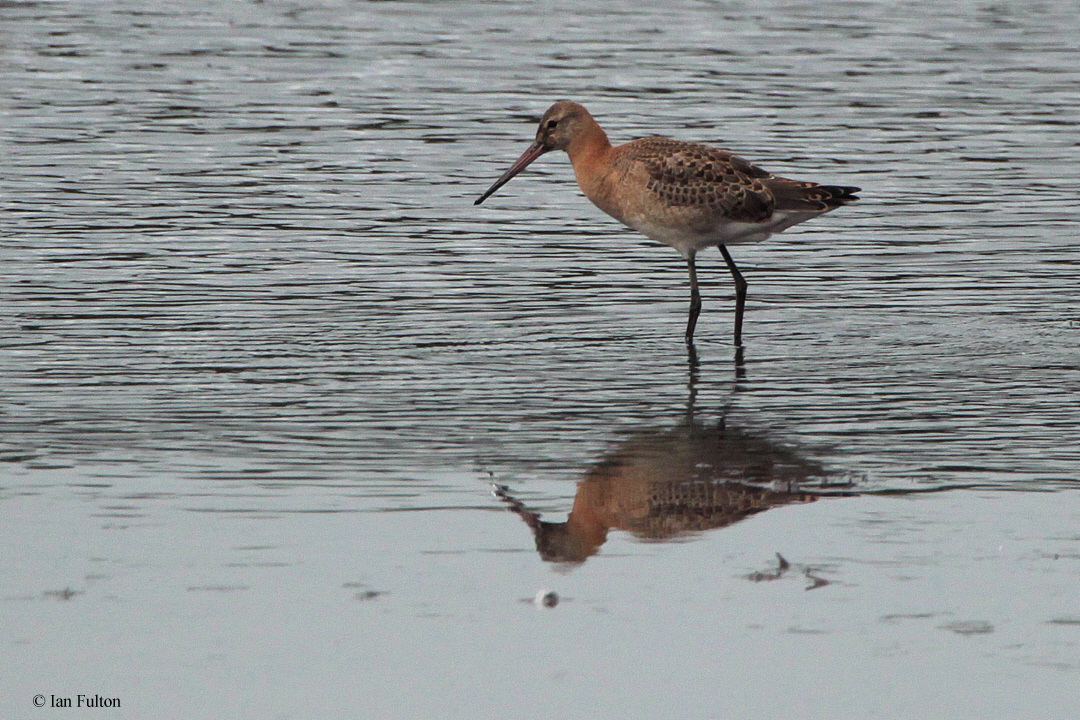 Black-tailed Godwit, RSPB Barons Haugh, Clyde