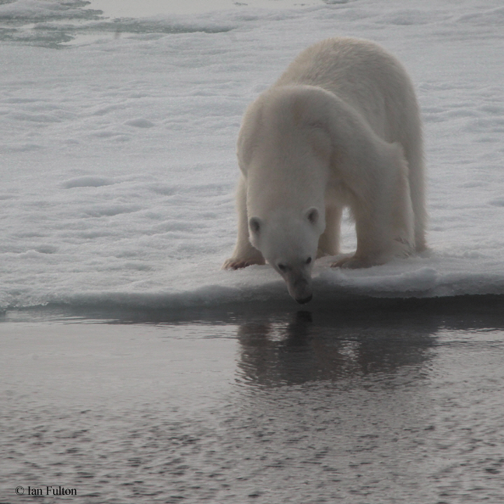 Polar Bear, pack ice north of Svalbard