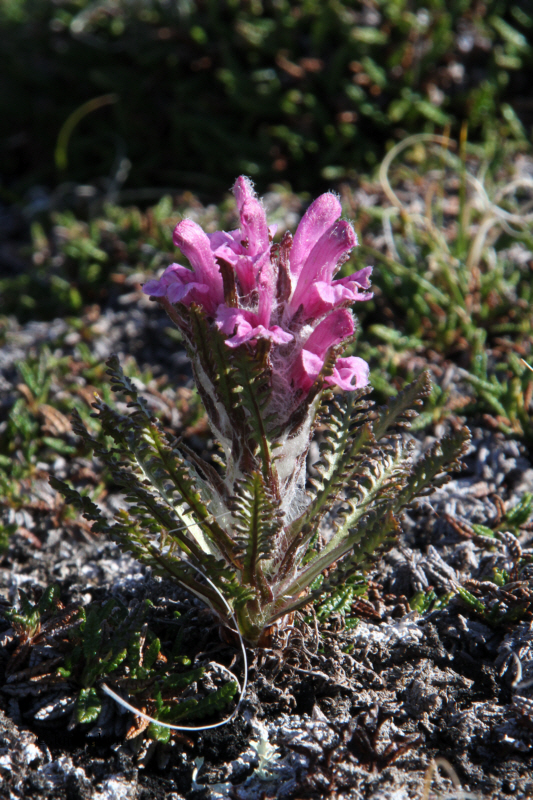 Woolly lousewort
