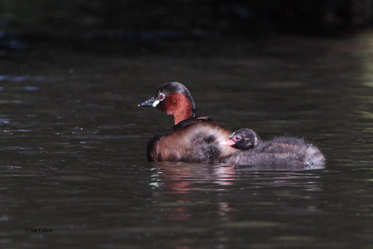 Little Grebe, Victoria Park-Glasgow, Clyde
