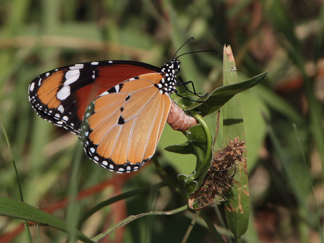 Butterfly sp, Dalyan, Turkey