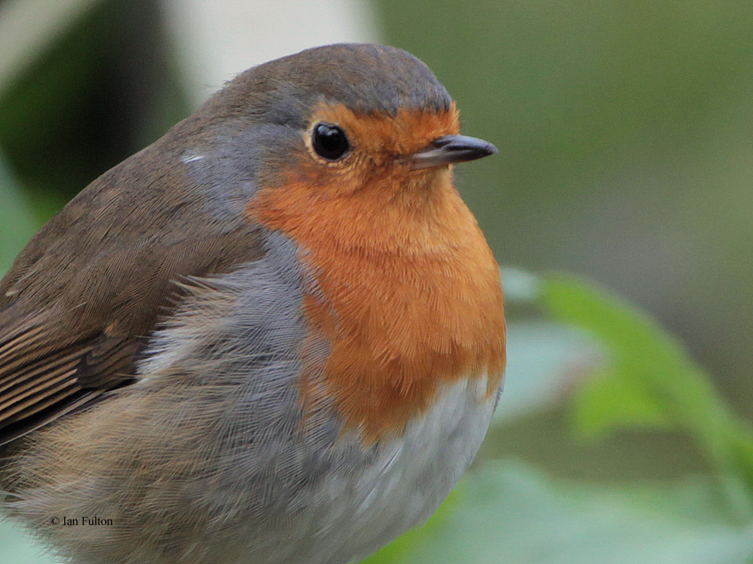 Robin, Baillieston, Glasgow