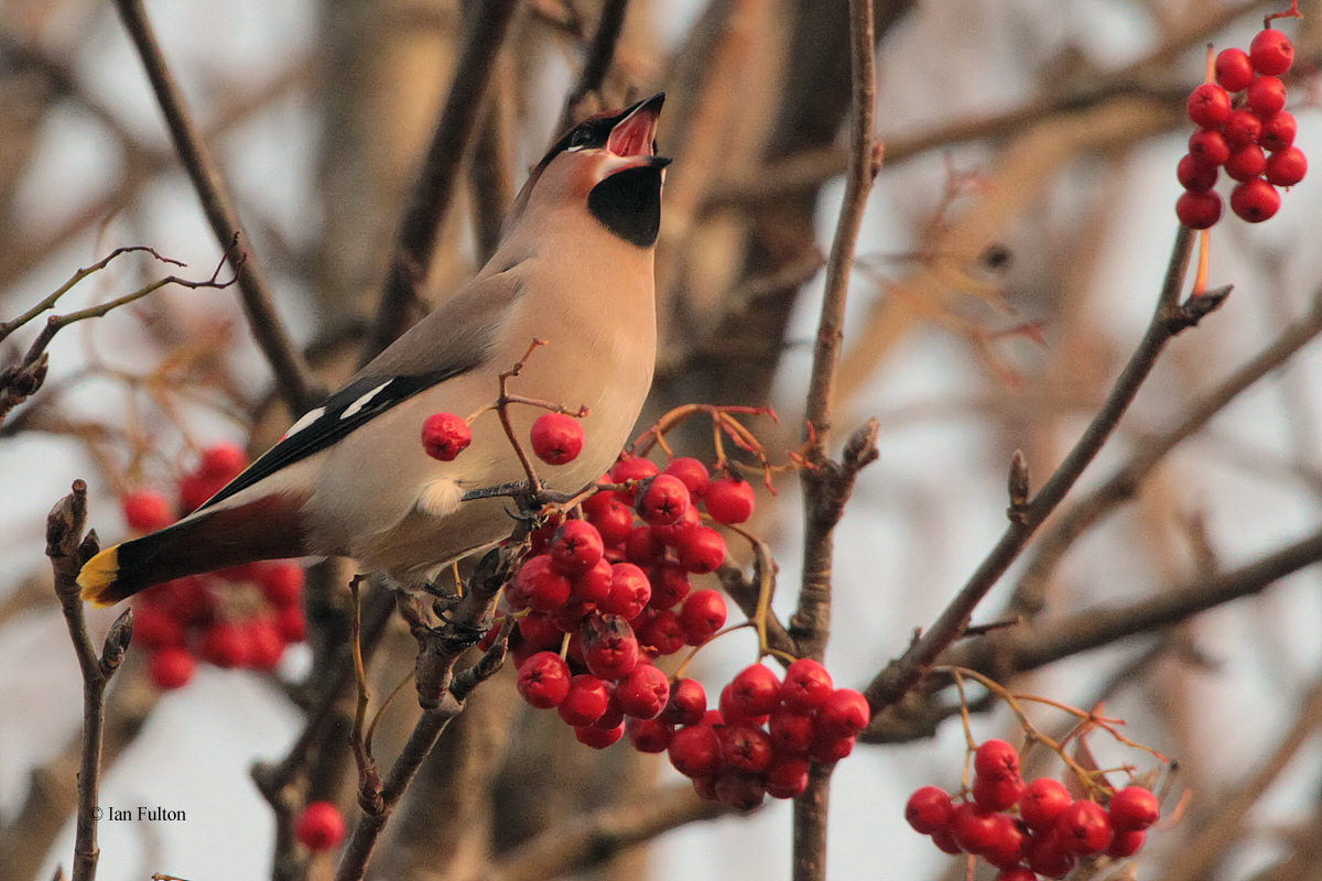 Waxwing, Baillieston, Glasgow