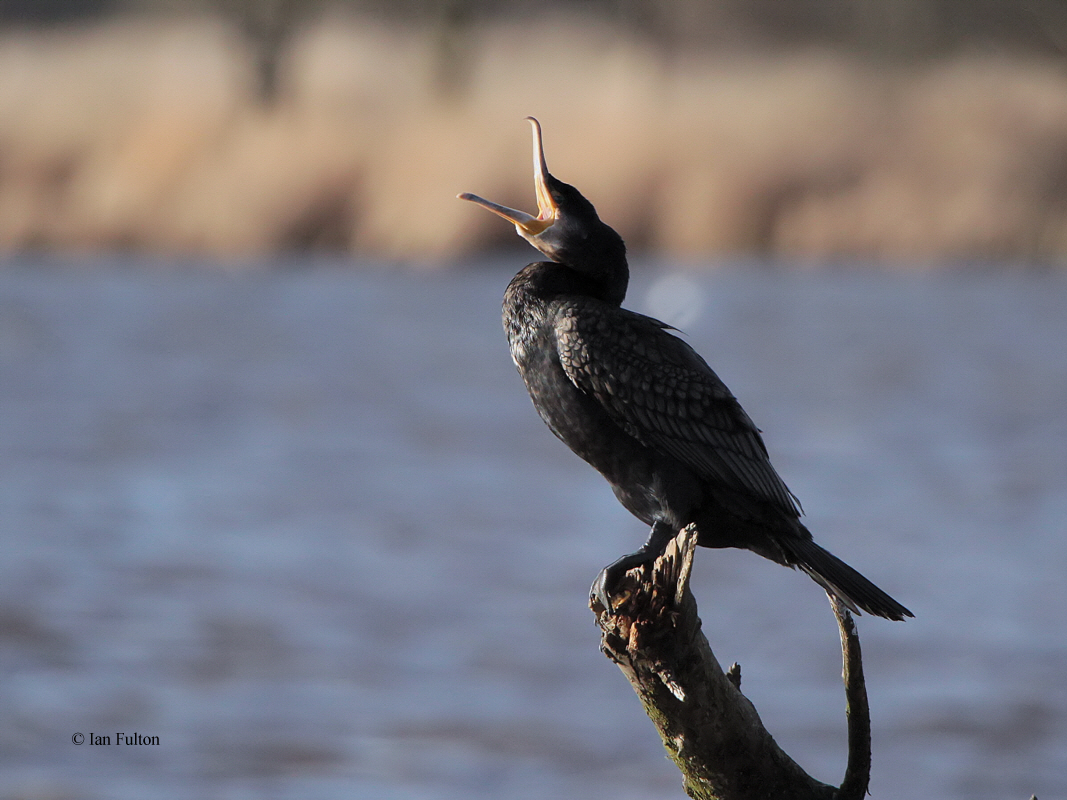 Cormorant, Barr Loch, Clyde