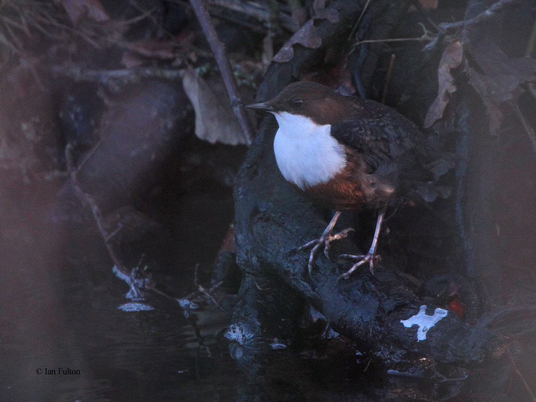 Dipper, Burn of Mar, Clyde