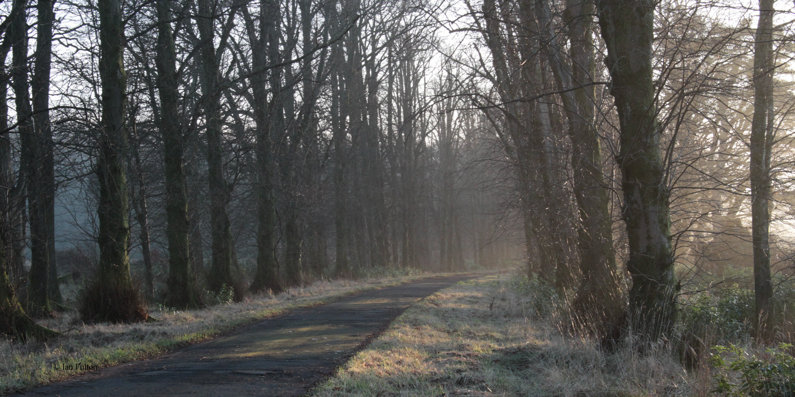 Misty Wards Avenue