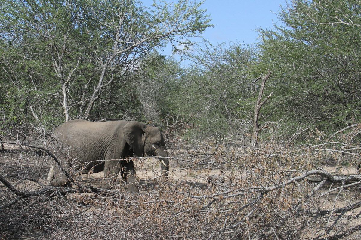 Elephant, Kruger NP, South Africa