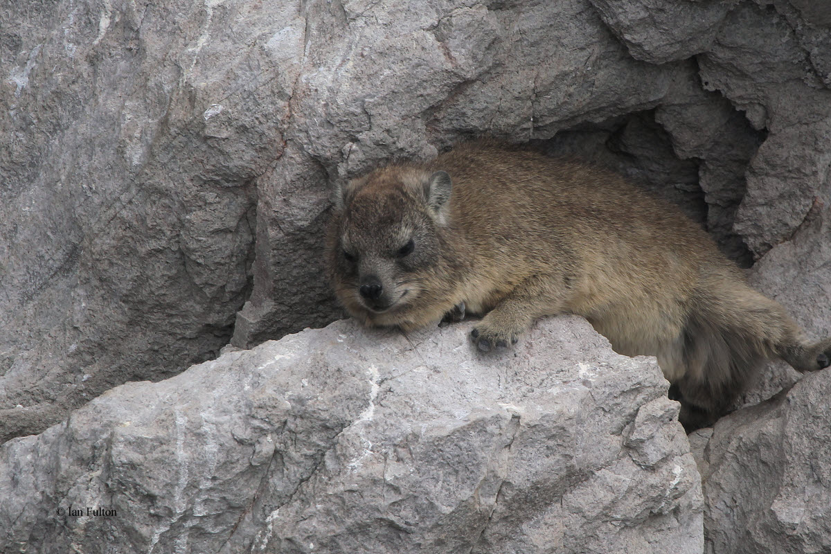 Rock Hyrax, Stoney Point, South Africa