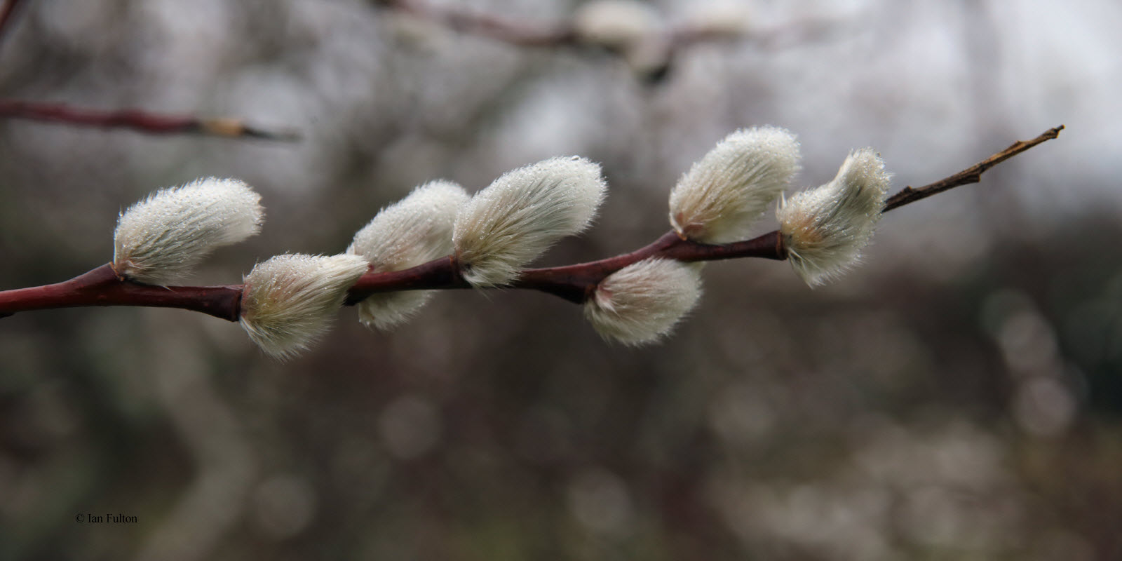 Catkins or Pussy Willow, Loch Lomond NNR