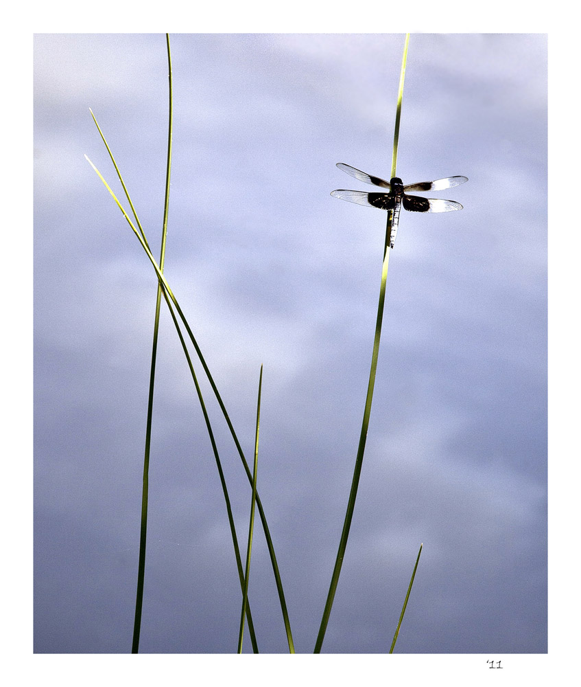 Dragonfly