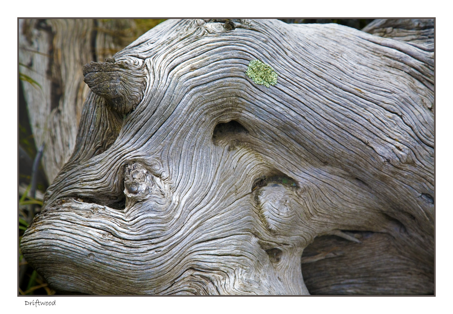 Driftwood 