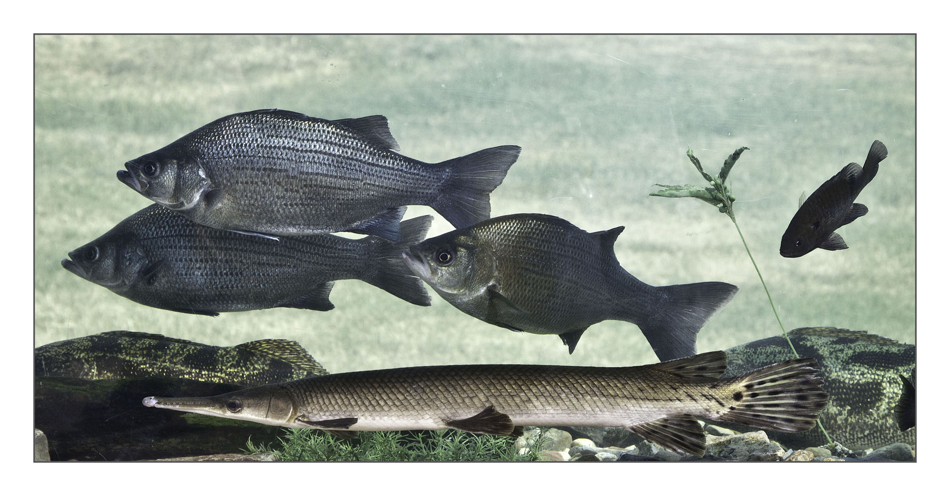 Fish tank