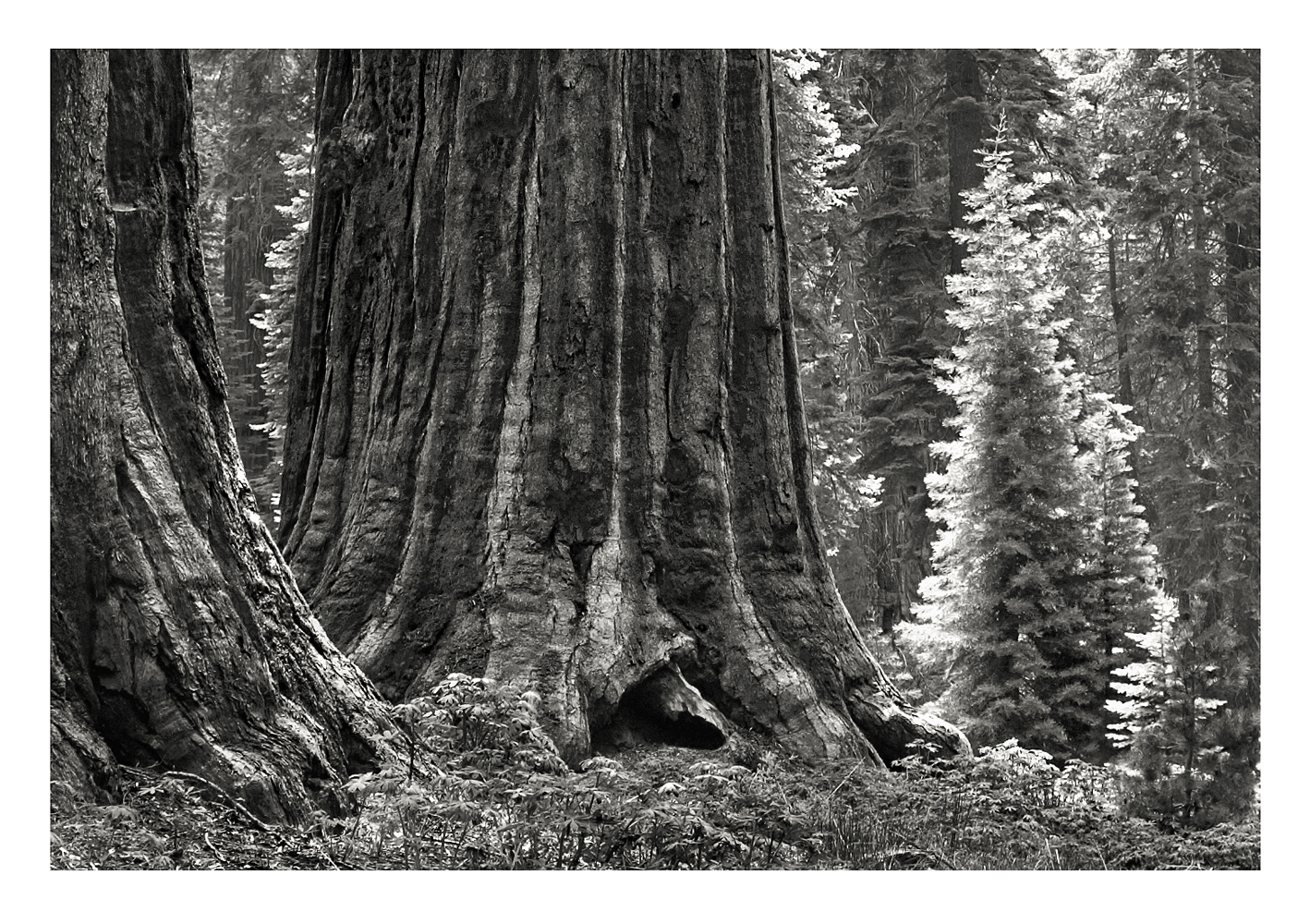 Sequoia