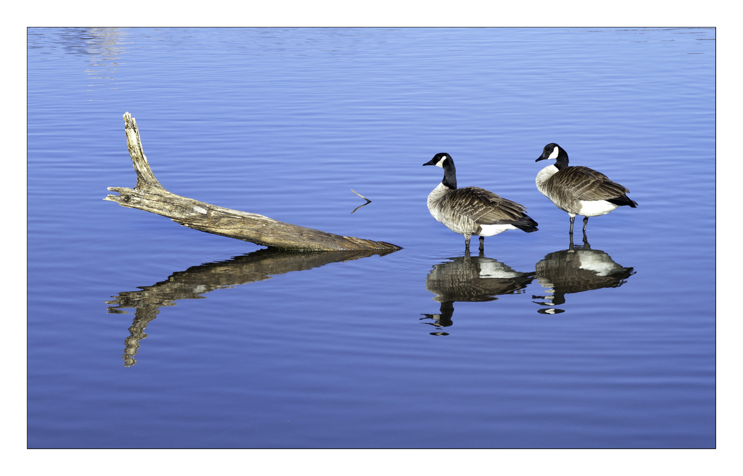 Canada Geese