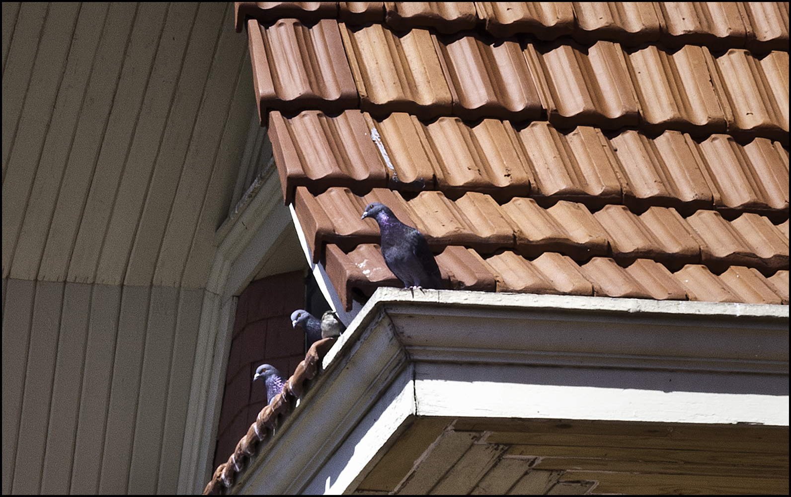 Gargoyle looking 