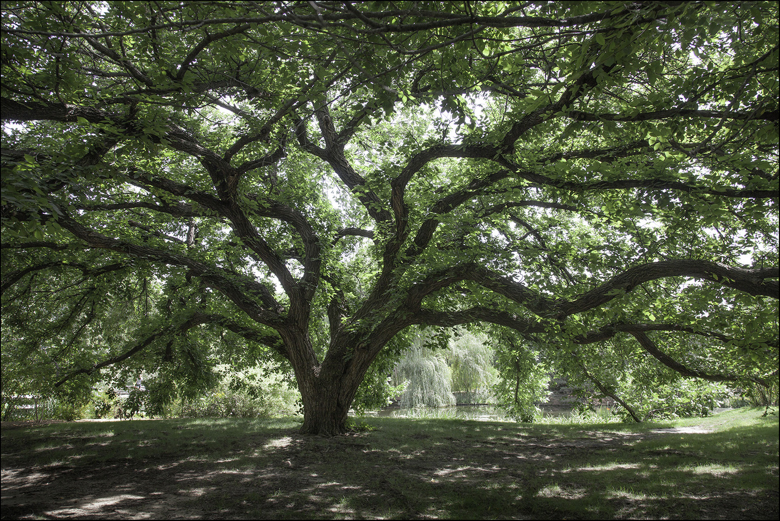 Spreading Branches