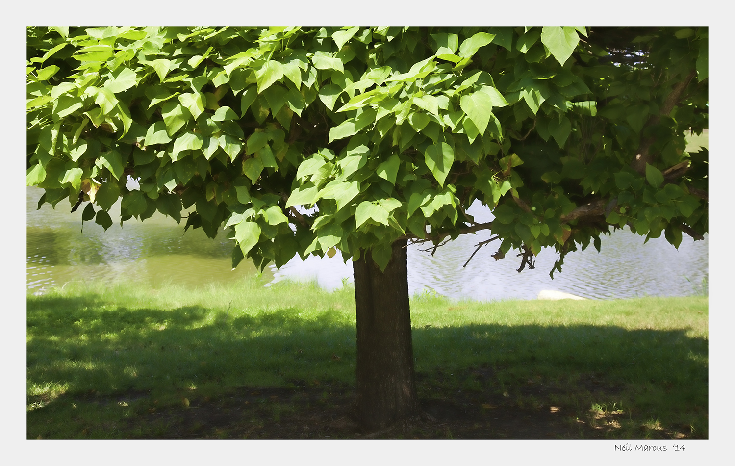 Shade Tree