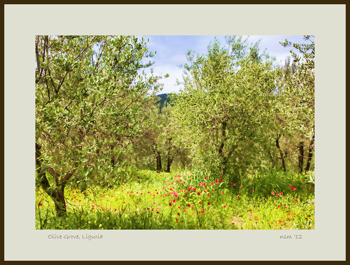 Olive Grove,  Liguria.