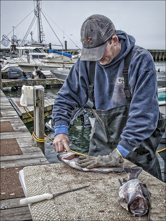 Cleaning Chilean Sea Bass