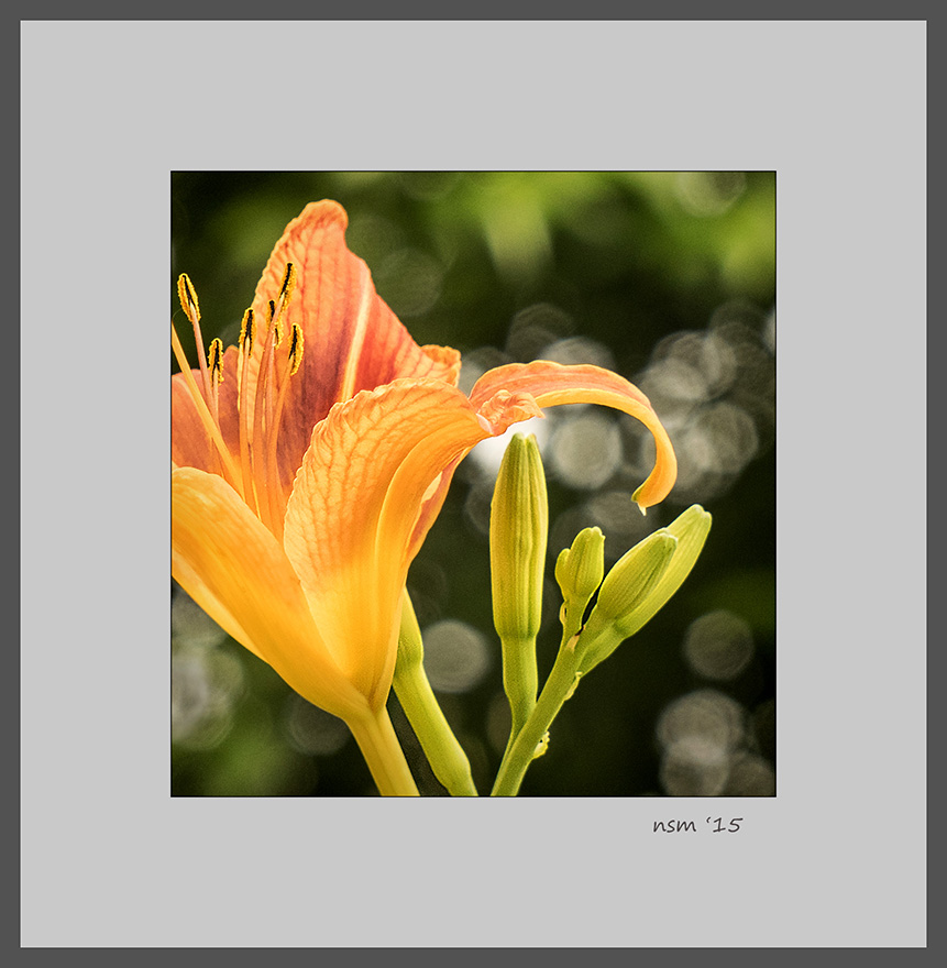 Tiger Lily Detail