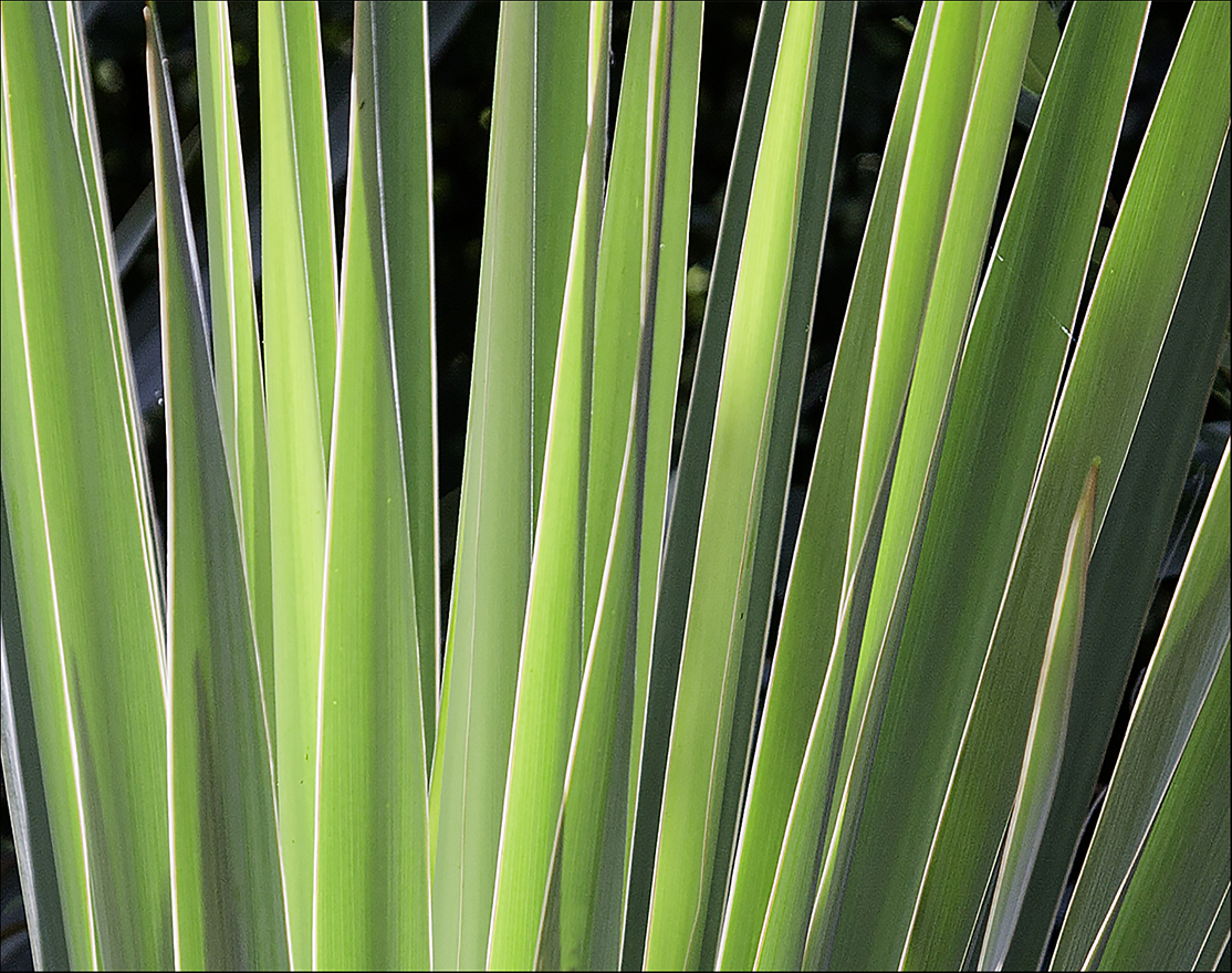 Cactus Spike Detail