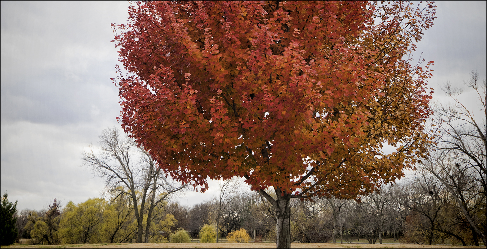 Red Maple