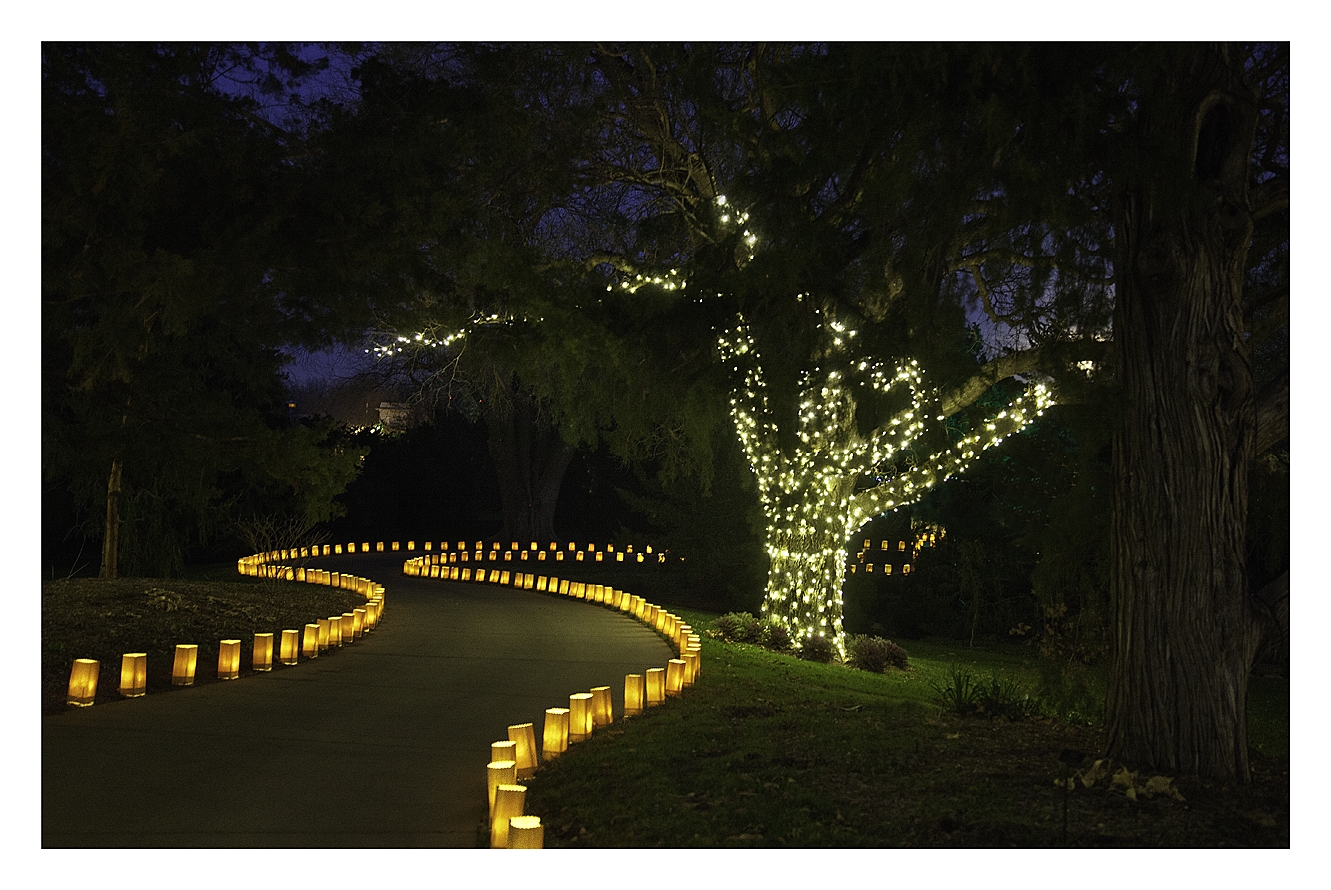 Illuminations,  Single Tree