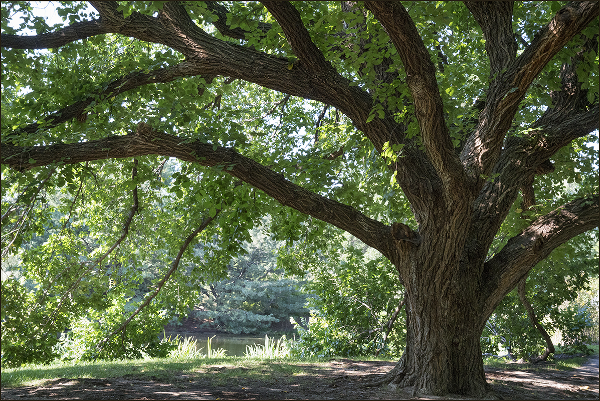 Encompassing Tree