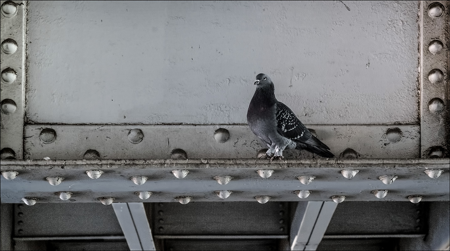 Pidgeon on Girder