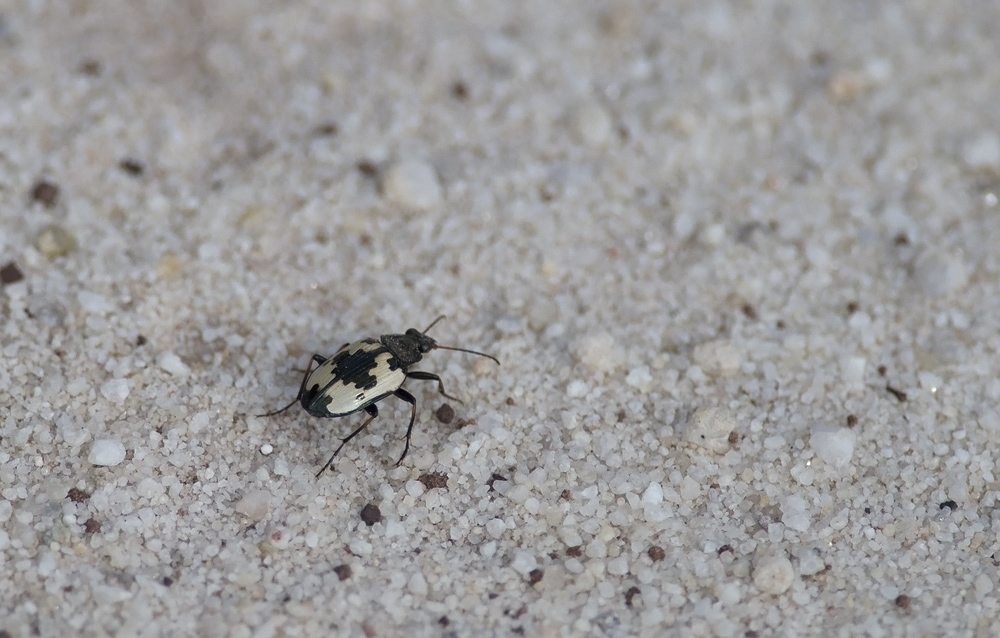 _DSC9341.jpg