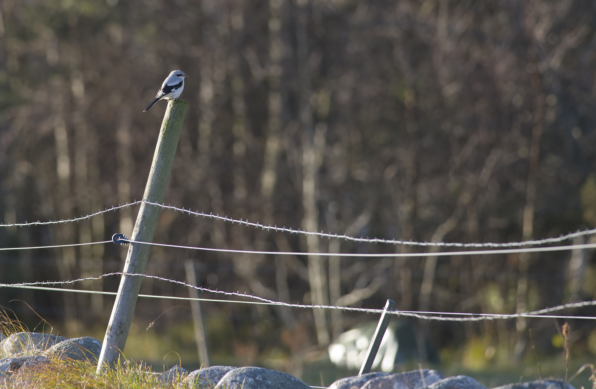 Great Grey Shrike   2791.jpg