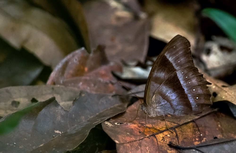 butterfly  7846.jpg