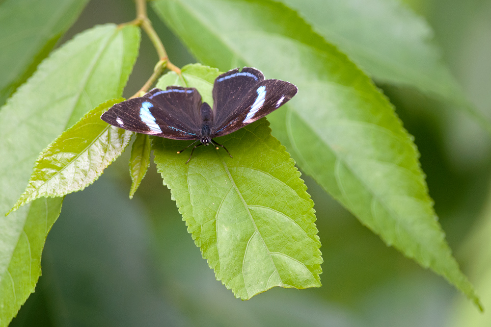 butterfly  0545.jpg