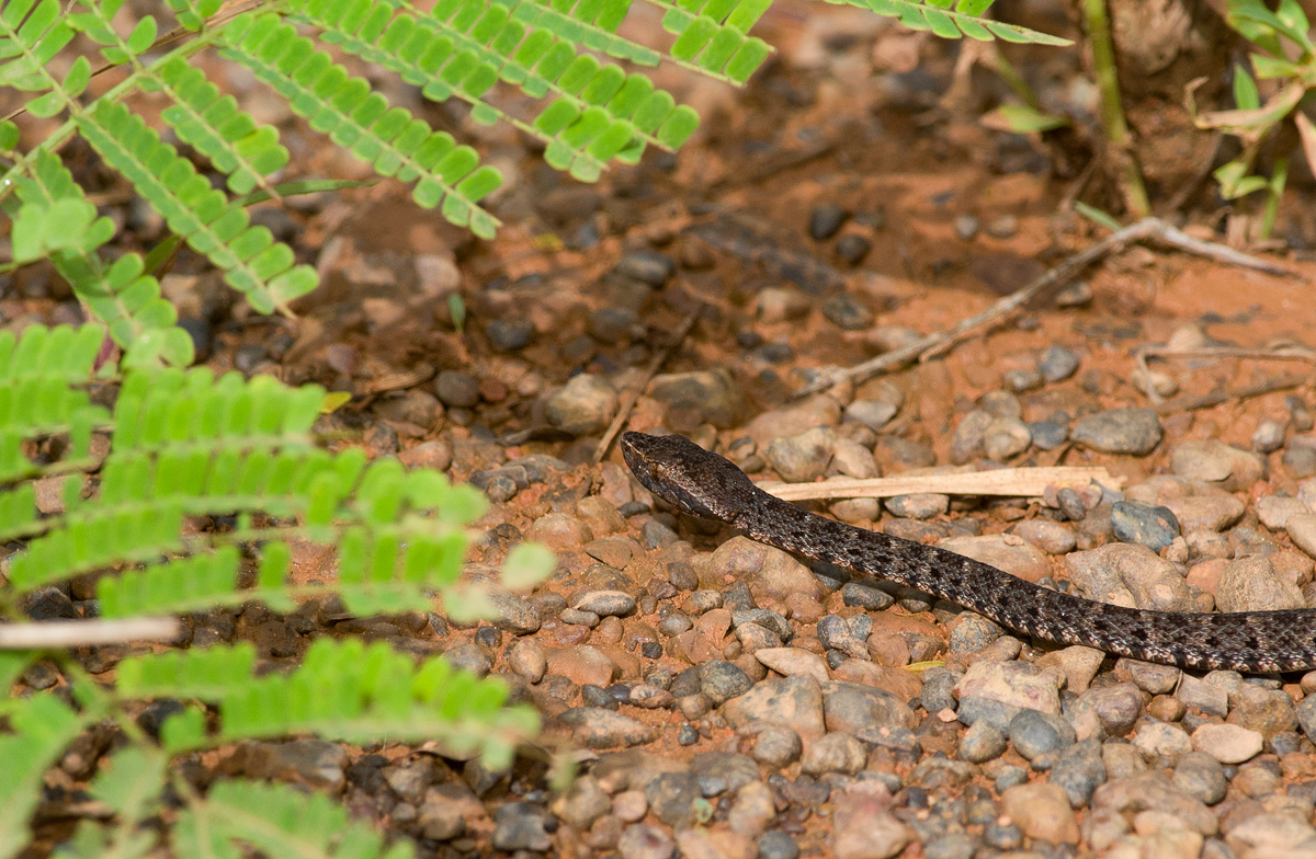 Bothrops atrox  1365.jpg