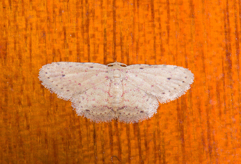 moth  0640.jpg