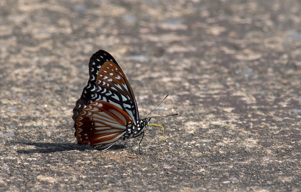 Hestina nama  6218.jpg