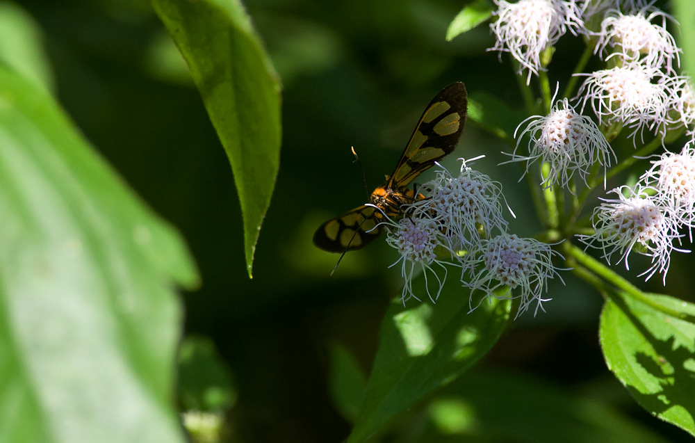 Amata polymita  7217.jpg